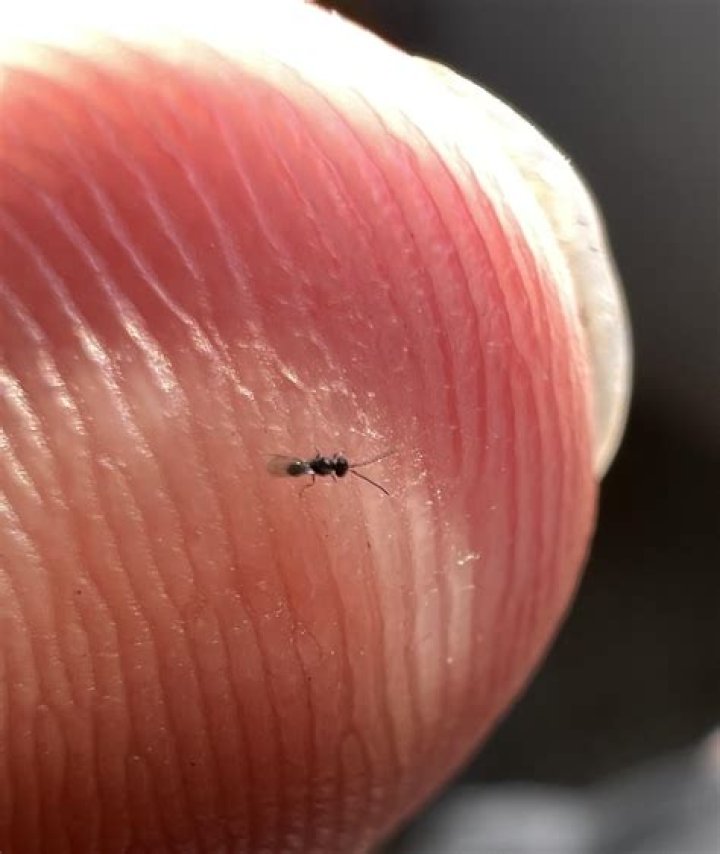 What Is The Smallest Bug In The World