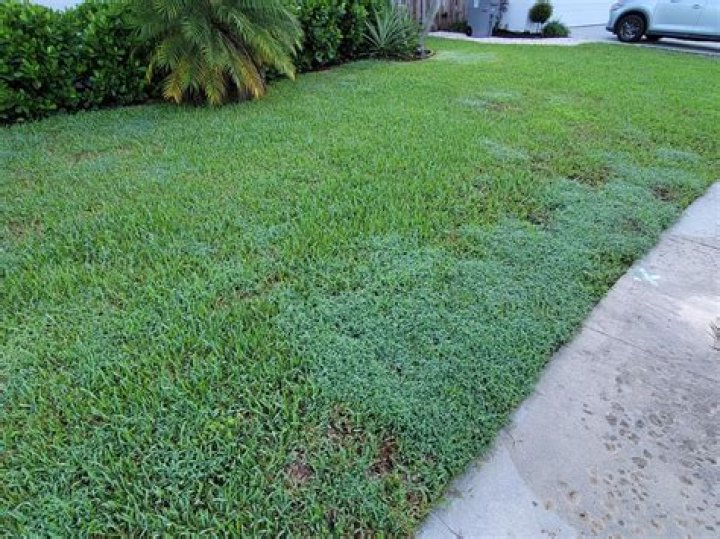 Quick Answer: What Kills Crabgrass In St Augustine Grass