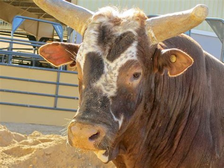 What kind of bull is Bushwacker?