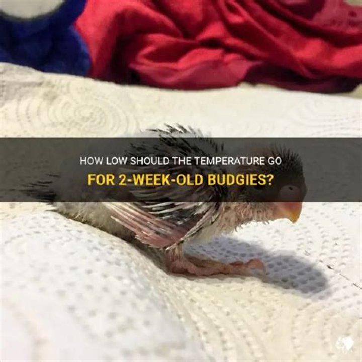 Question: What Temp Is Too Low