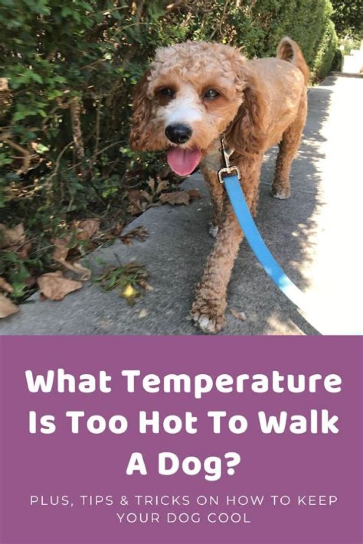 What temperature is too hot for basil?