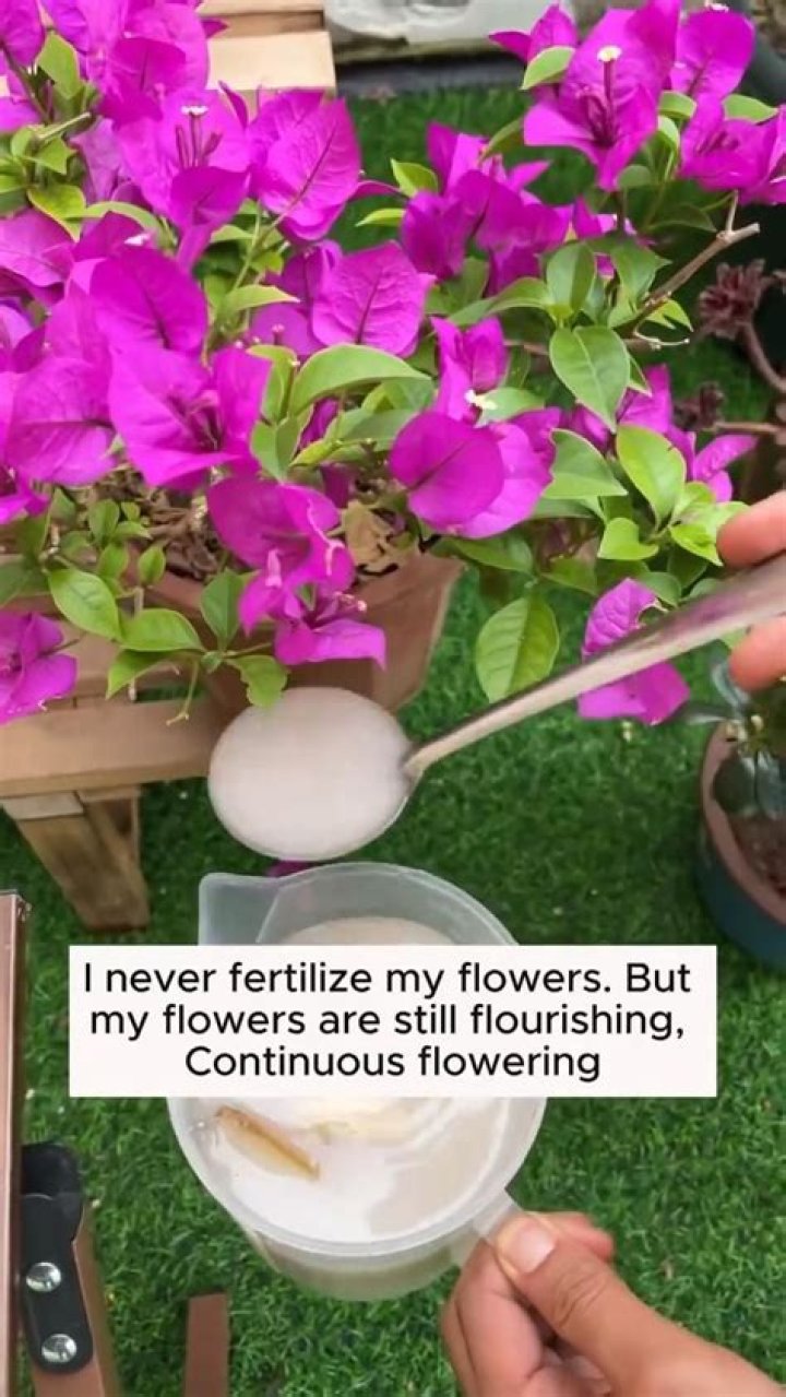 Quick Answer: What Temperature Water For Flowers