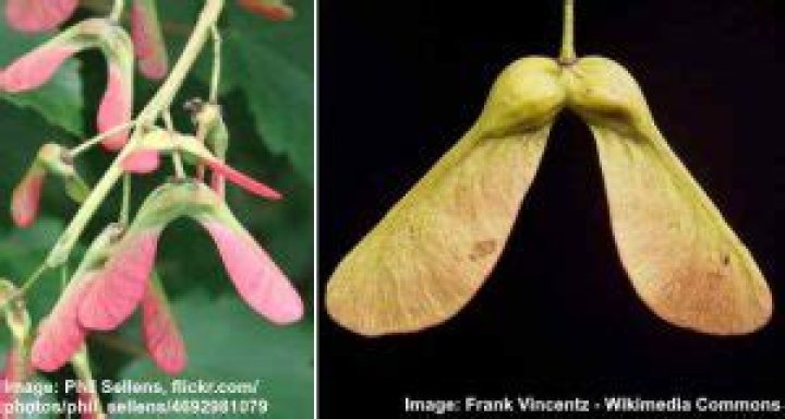 What Tree Has Helicopter Seeds