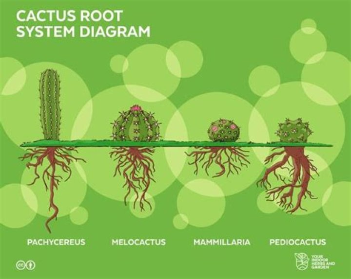 What type of root system does a cactus have?