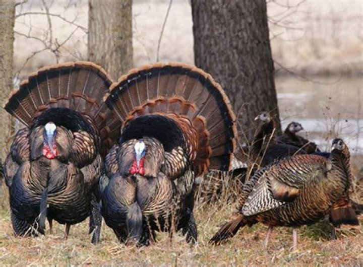 Question: What Us State Raises The Most Turkeys