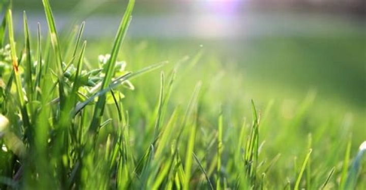 Question: When Does Grass Start Growing Again