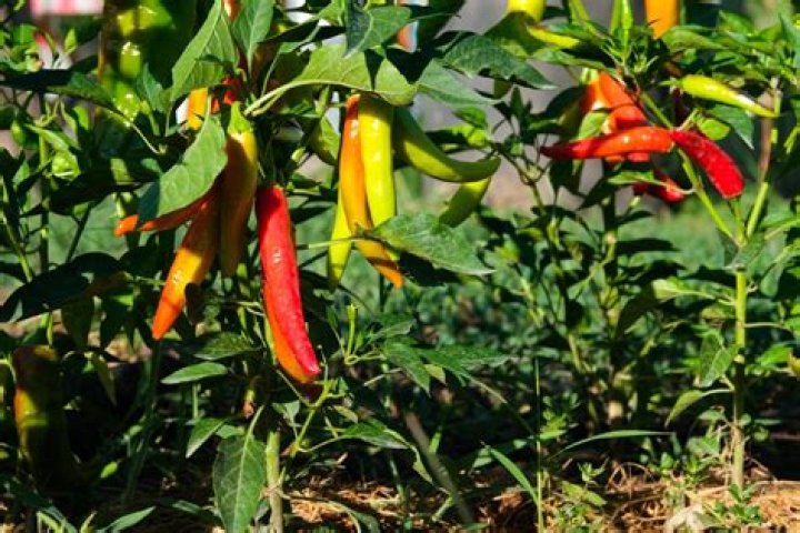 When should I pick my garden salsa peppers?