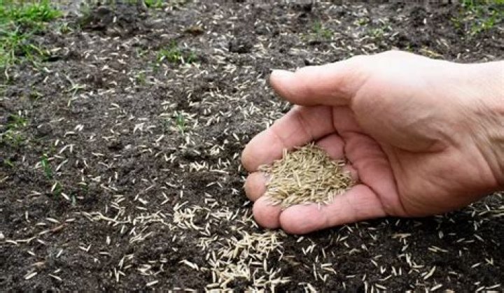 When should I plant grass seed in Denver?