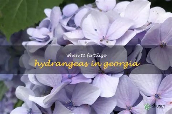 When To Fertilize Hydrangeas In Georgia