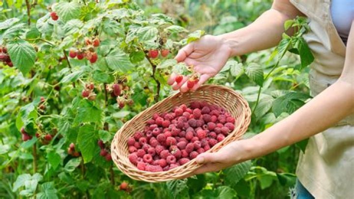 Quick Answer: When To Plant Raspberries In Colorado