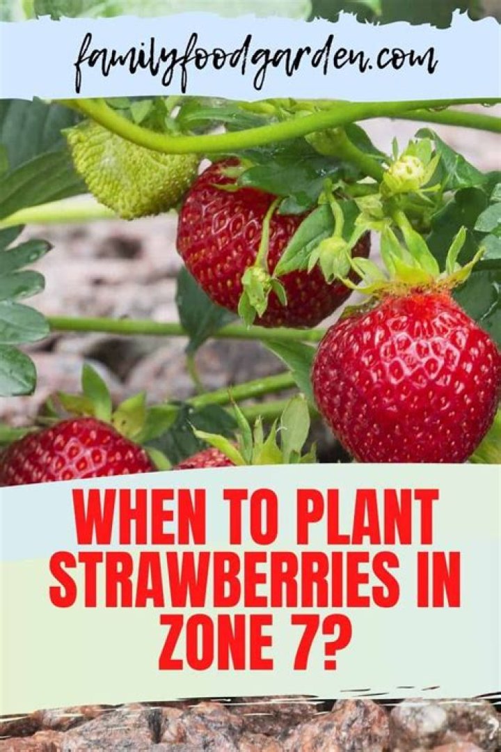 When To Plant Strawberries In Zone 5