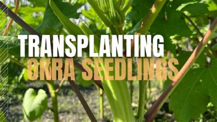 Question: When To Transplant Okra Seedlings