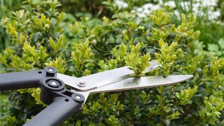 When To Trim Water Leaves