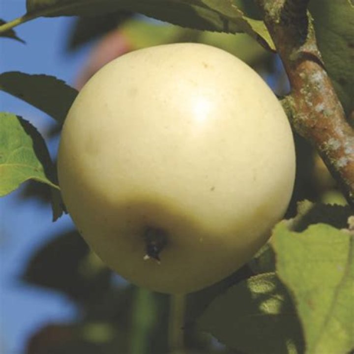 Quick Answer: Where Can I Buy A White Apple Fruit