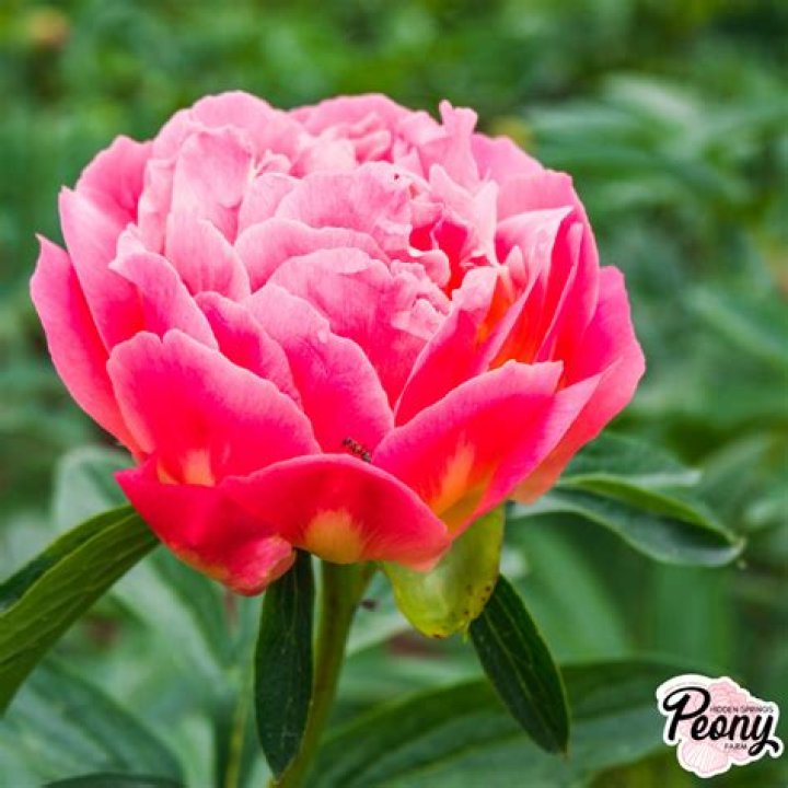 Question: Where To Buy Peonies In Florida