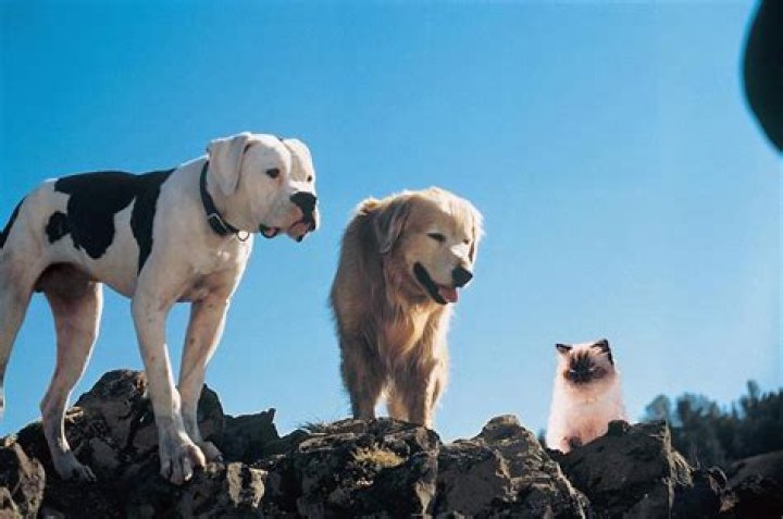 Question: Where Was Homeward Bound Filmed