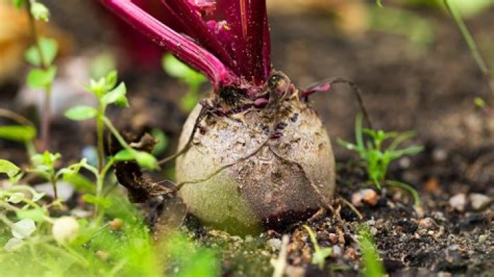 Who is Faith Teng on Gold Rush, is she a part of the Beets crew