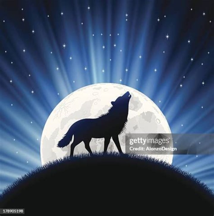 Why Do Coyotes Howl At The Moon