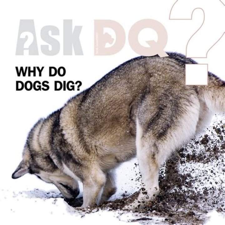 Why do dogs dig for grubs?