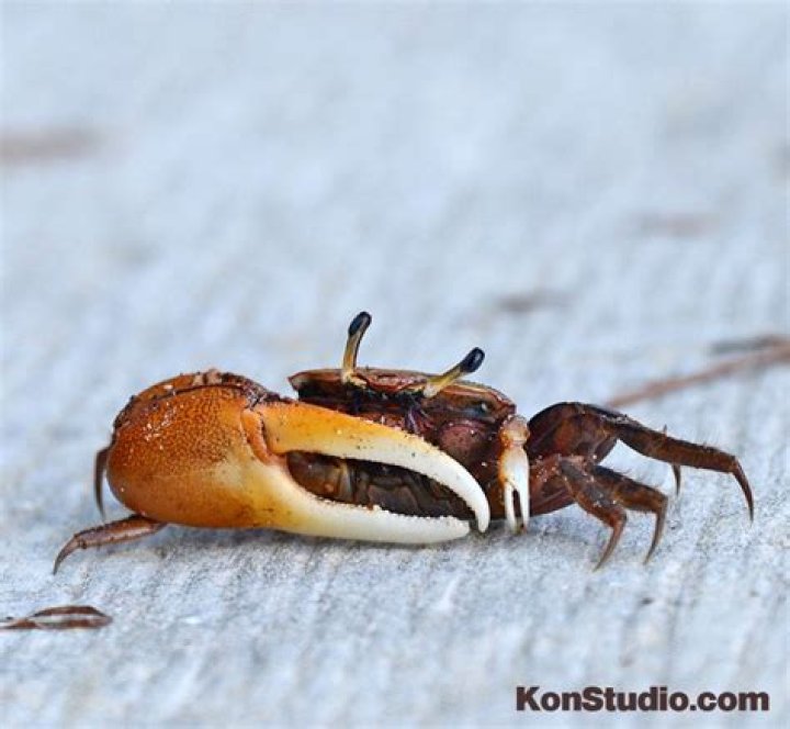 Why Do Fiddler Crabs Have One Big Claw