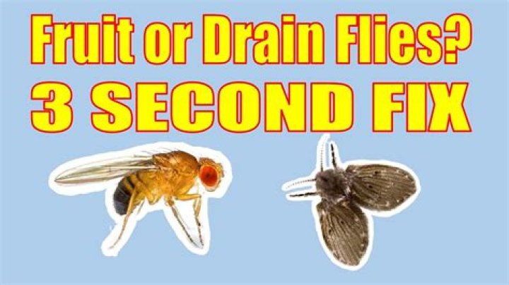 Question: Why Do Flies Drown Themselves