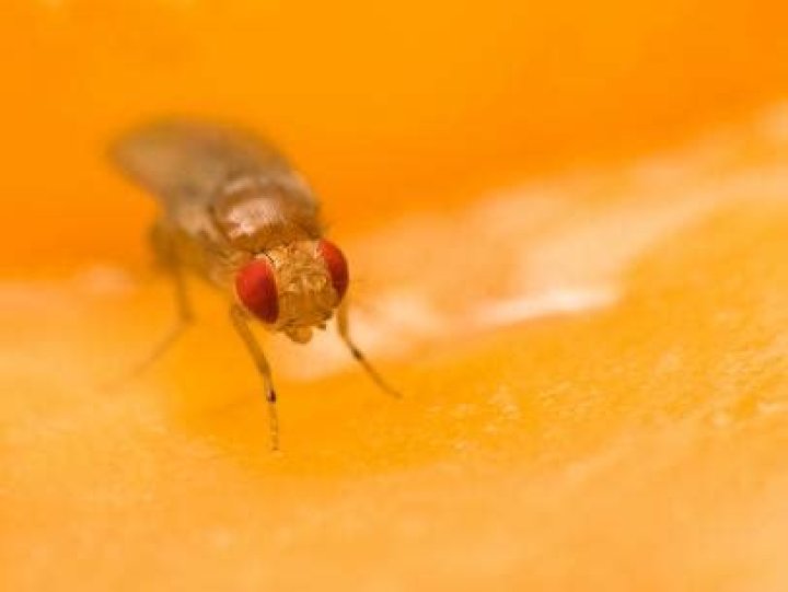 Why Do Fruit Flies Like Mirrors