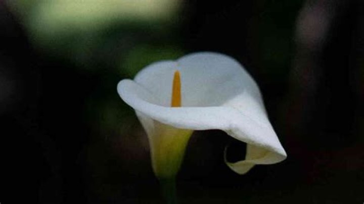 Why is my calla lily dripping water?