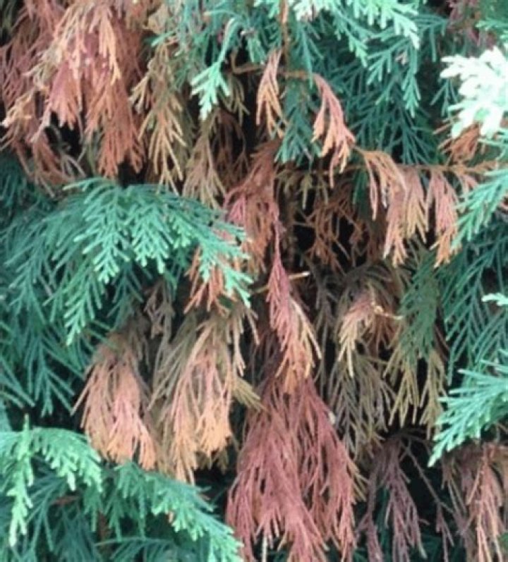 Why is my hinoki cypress tree turning brown?