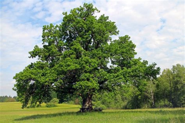 Why is oak the national tree of Germany?