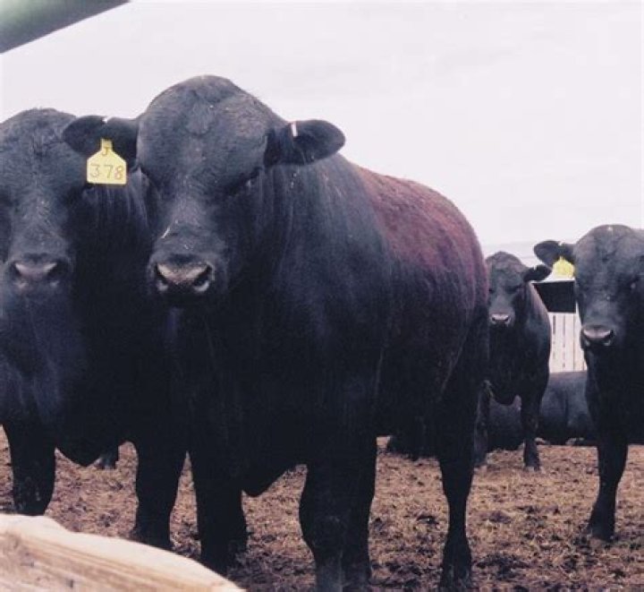 Will 2 4 D hurt cattle?