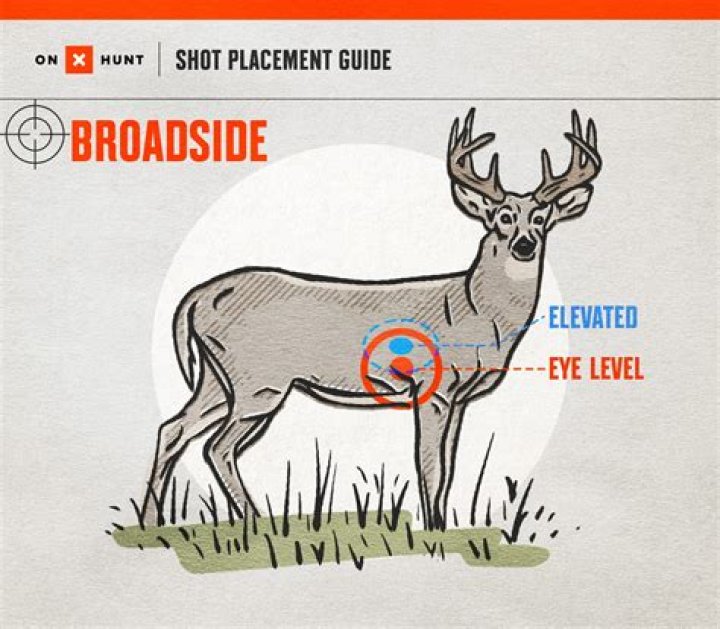 Will A Neck Shot Kill A Deer