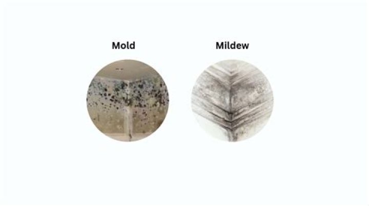 Question: Will Black Mold Die If Moisture Stops