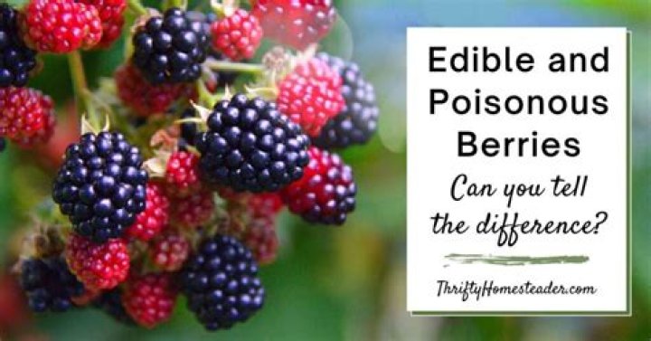 Will crossbow kill blackberries?