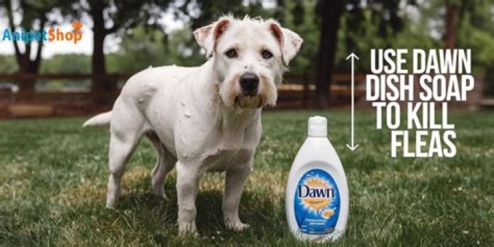 Quick Answer: Will Dawn Dish Soap Kill Mold