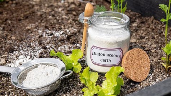 Will diatomaceous earth still work if it gets wet?