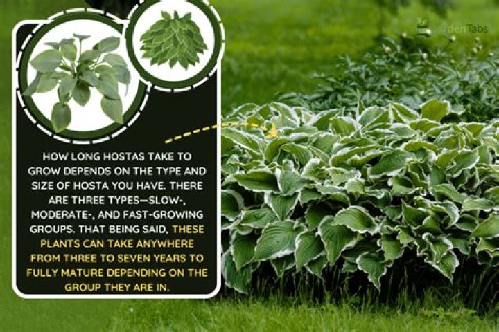 Will hostas come back after deer eat them?