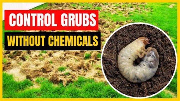 Will Sevin kill grubs?