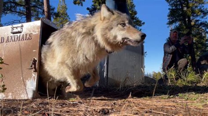 Police Share Photo of 'Big Bad Wolf' Captured Near Oklahoma Day Care