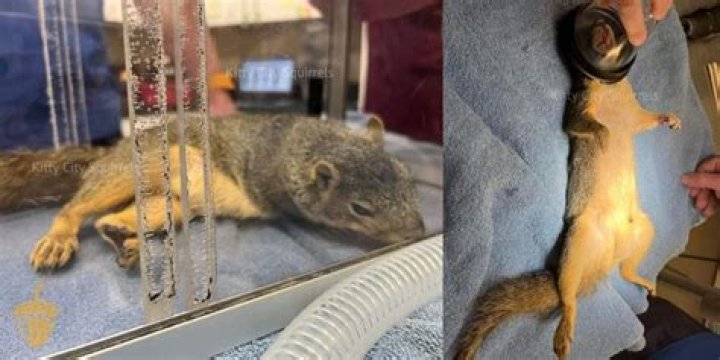 Woman finds squirrel with overgrown giant tooth and takes him home – just look at him now