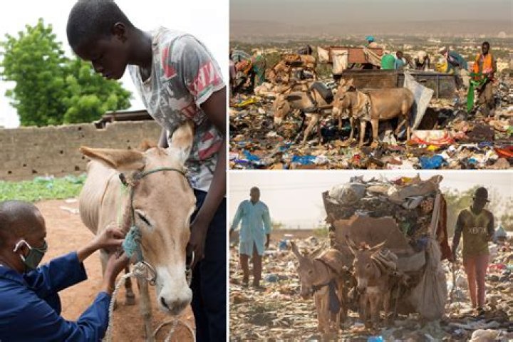 Shocking footage reveals horrific working conditions of donkeys hauling rubbish in extreme heat