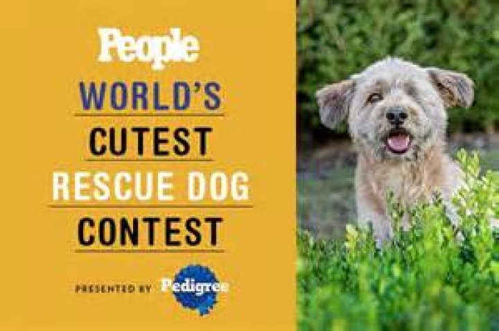 Unleashing Cuteness: The World's Cutest Dog Contest