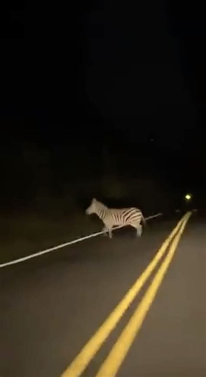 Zebras on the loose in Maryland terrifying drivers as they dart across roads after breaking out of farm three weeks ago